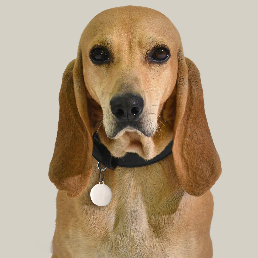 MEDAGLIETTA PERSONALIZZABILE CANE E GATTO CERCHIO - Image 9